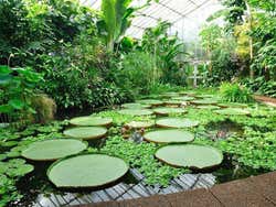 Royal Botanic Garden Edinburgh, Glasshouse